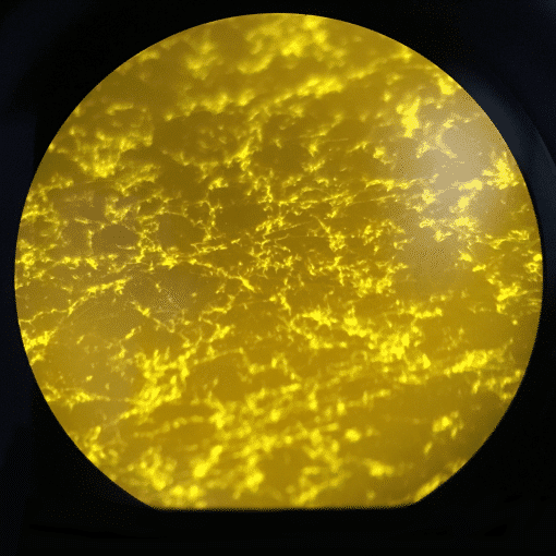 Microscope épi-fulorescence bitumes modifiés